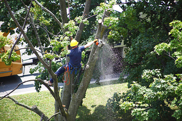 Best Hedge Trimming  in USA